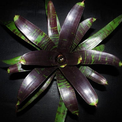 Neoregelia 'Dark Panther' | Bromeliad Paradise