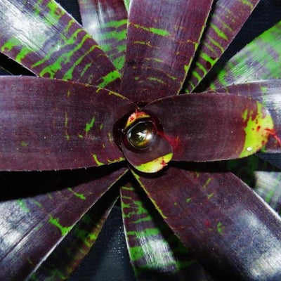 Neoregelia 'Dark Panther' | Bromeliad Paradise