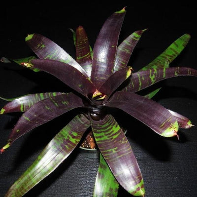 Neoregelia 'Dark Panther' | Bromeliad Paradise