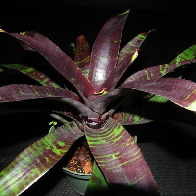 Neoregelia 'Dark Panther' | Bromeliad Paradise