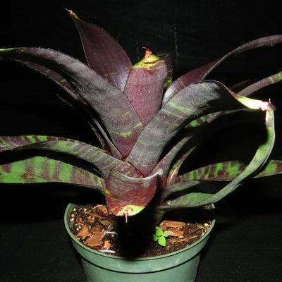 Neoregelia 'Dark Panther' | Bromeliad Paradise
