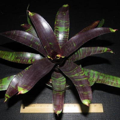 Neoregelia 'Dark Panther' | Bromeliad Paradise