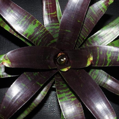 Neoregelia 'Dark Panther' | Bromeliad Paradise