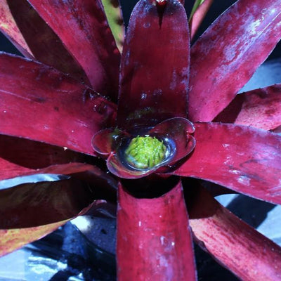 Neoregelia 'Darkest Hour' | Bromeliad Paradise