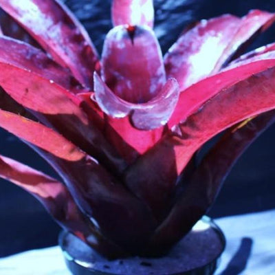 Neoregelia 'Darkest Hour' | Bromeliad Paradise