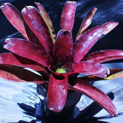 Neoregelia 'Darkest Hour' | Bromeliad Paradise
