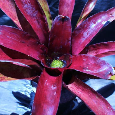 Neoregelia 'Darkest Hour' | Bromeliad Paradise