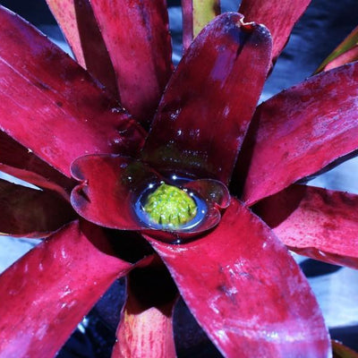 Neoregelia 'Darkest Hour' | Bromeliad Paradise