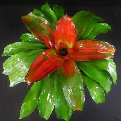 Neoregelia 'Debbie' | Bromeliad Paradise