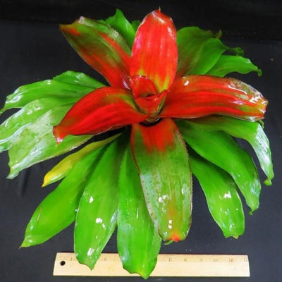 Neoregelia 'Debbie' | Bromeliad Paradise