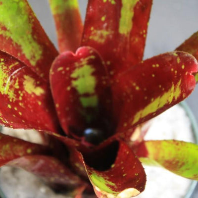 Neoregelia 'Deep Pleasure' | Bromeliad Paradise