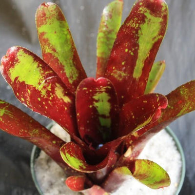 Neoregelia 'Deep Pleasure' | Bromeliad Paradise