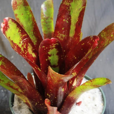 Neoregelia 'Deep Pleasure' | Bromeliad Paradise