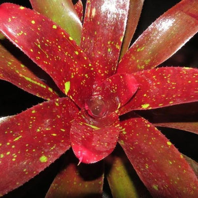Neoregelia 'Disorder' | Bromeliad Paradise