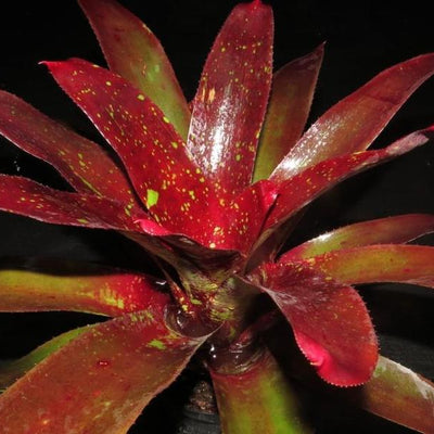 Neoregelia 'Disorder' | Bromeliad Paradise