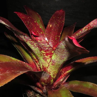 Neoregelia 'Disorder' | Bromeliad Paradise