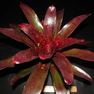 Neoregelia 'Disorder' | Bromeliad Paradise