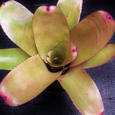 Neoregelia 'Don Vitus' | Bromeliad Paradise