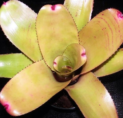 Neoregelia 'Don Vitus' | Bromeliad Paradise