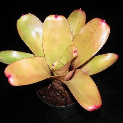 Neoregelia 'Don Vitus' | Bromeliad Paradise