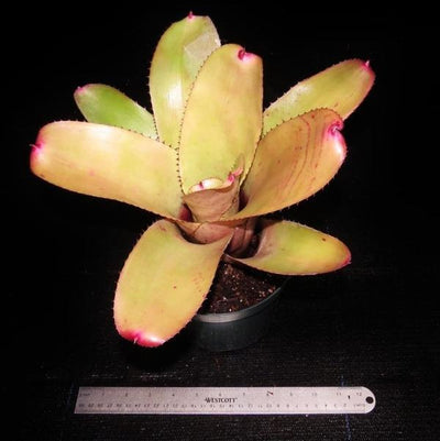 Neoregelia 'Don Vitus' | Bromeliad Paradise