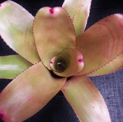 Neoregelia 'Don Vitus' | Bromeliad Paradise