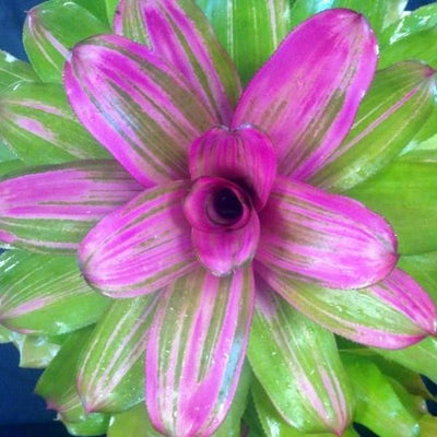 Neoregelia 'Donna' | Bromeliad Paradise