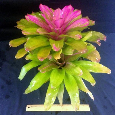 Neoregelia 'Donna' | Bromeliad Paradise