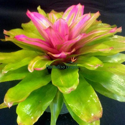Neoregelia 'Donna' | Bromeliad Paradise