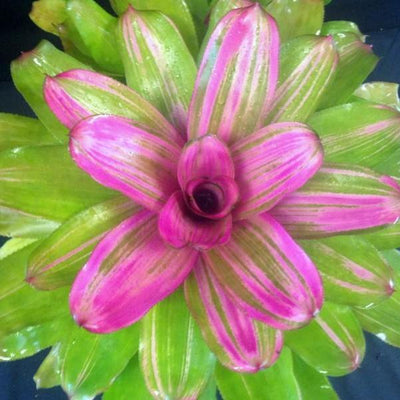 Neoregelia 'Donna' | Bromeliad Paradise