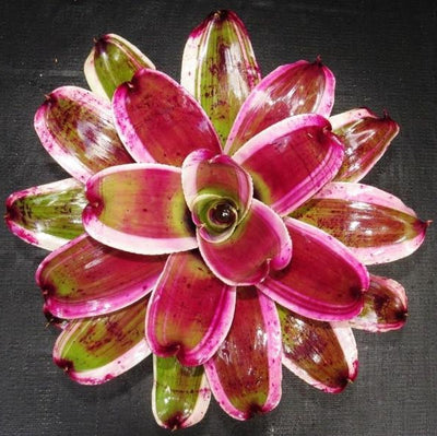 Neoregelia 'Dorothy' | Bromeliad Paradise