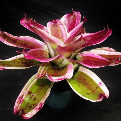 Neoregelia 'Dorothy' | Bromeliad Paradise