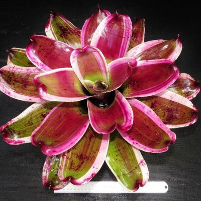 Neoregelia 'Dorothy' | Bromeliad Paradise