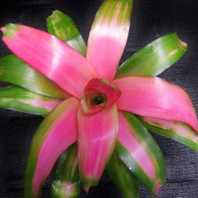 Neoregelia 'Dreamsicle' | Bromeliad Paradise
