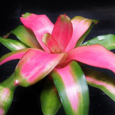 Neoregelia 'Dreamsicle' | Bromeliad Paradise