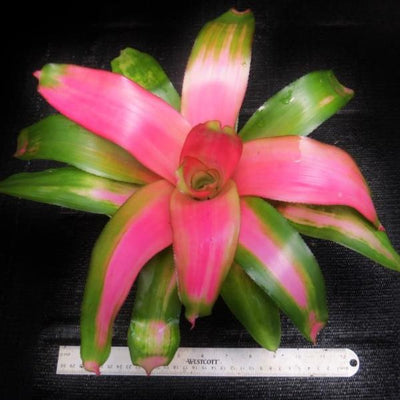 Neoregelia 'Dreamsicle' | Bromeliad Paradise