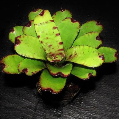 Neoregelia dungsiana X 'Skotak's Tiger'' | Bromeliad Paradise