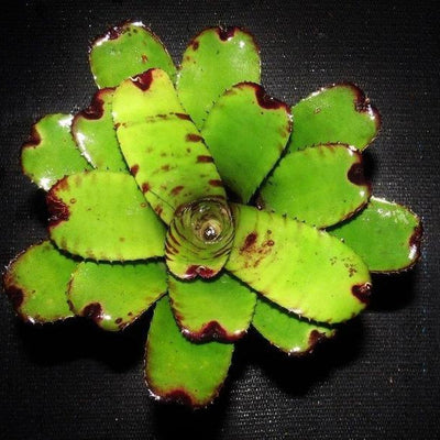 Neoregelia dungsiana X 'Skotak's Tiger'' | Bromeliad Paradise