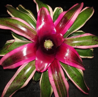 Neoregelia 'Ed Ladores' | Bromeliad Paradise