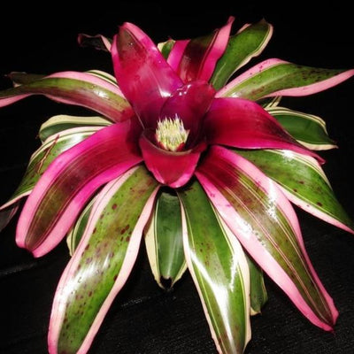 Neoregelia 'Ed Ladores' | Bromeliad Paradise