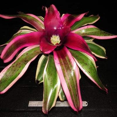 Neoregelia 'Ed Ladores' | Bromeliad Paradise