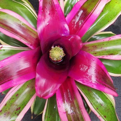 Neoregelia 'Ed Ladores' | Bromeliad Paradise