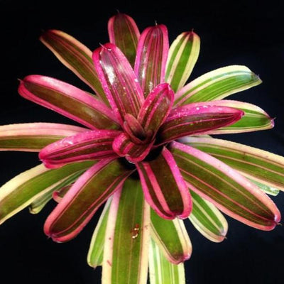 Neoregelia 'Enchantment' aka 'Larnach's Enchantment' (Albo-Marginated) | Bromeliad Paradise