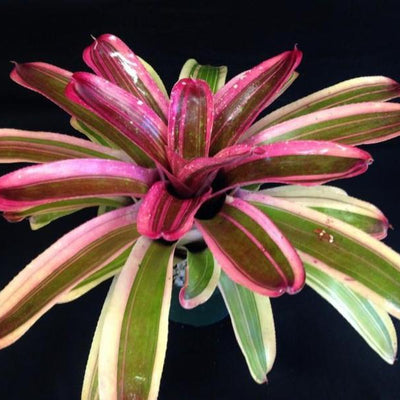 Neoregelia 'Enchantment' aka 'Larnach's Enchantment' (Albo-Marginated) | Bromeliad Paradise
