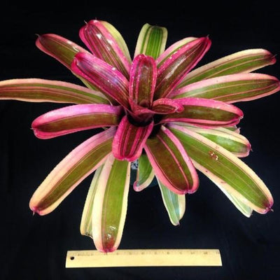 Neoregelia 'Enchantment' aka 'Larnach's Enchantment' (Albo-Marginated) | Bromeliad Paradise