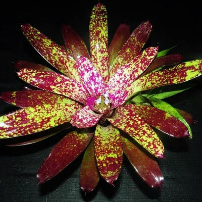 Neoregelia 'Endless Night' | Bromeliad Paradise