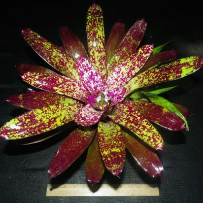 Neoregelia 'Endless Night' | Bromeliad Paradise