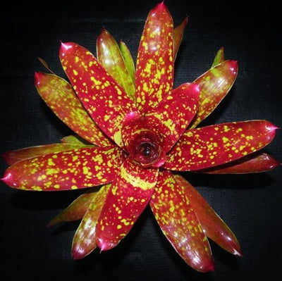 Neoregelia 'Event Horizon' | Bromeliad Paradise