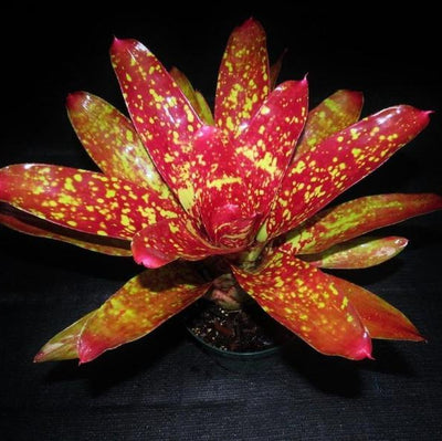 Neoregelia 'Event Horizon' | Bromeliad Paradise