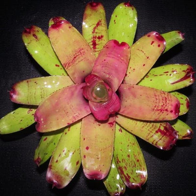 Neoregelia 'Fairy Paint' | Bromeliad Paradise